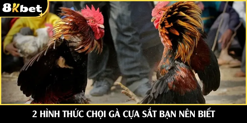 2 hình thức chọi gà cựa sắt bạn nên biết
