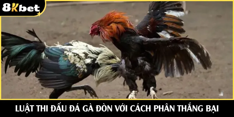 Luật thi đấu đá gà đòn với cách phân thắng bại