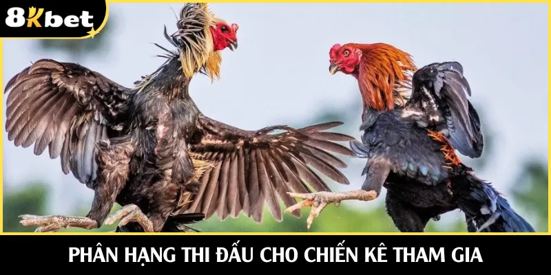 Phân hạng thi đấu cho chiến kê tham gia